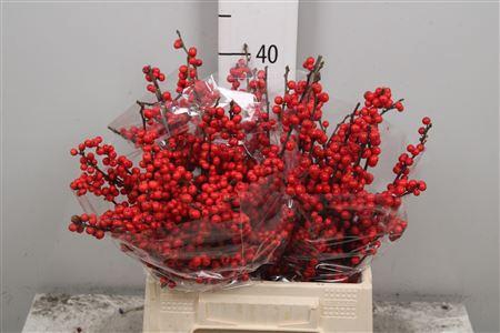 <h4>Ilex Ve Rode Bes</h4>