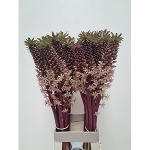 EUCOMIS OV