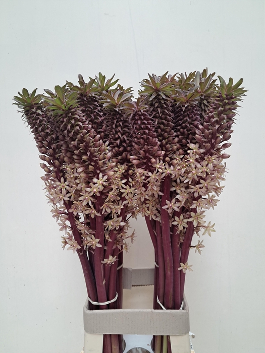 <h4>EUCOMIS OV</h4>