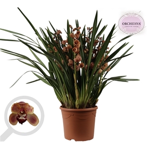 Cymbidium oranje 10+tak getoufd