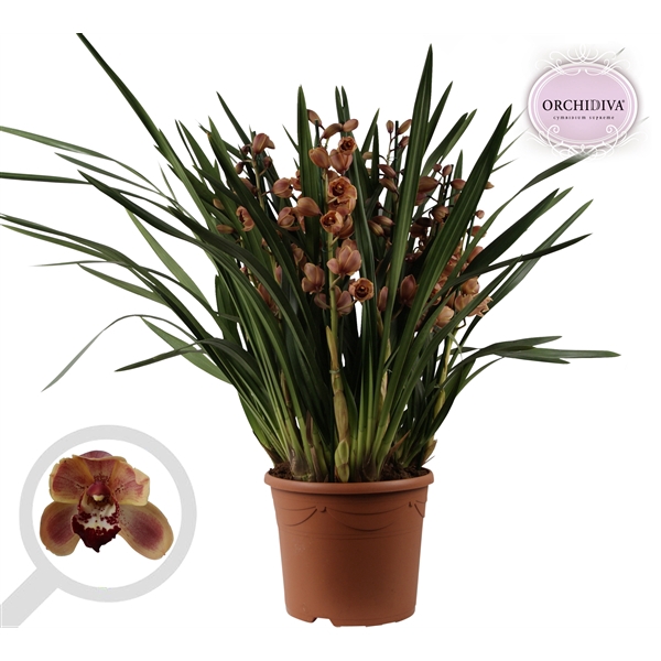 <h4>Cymbidium oranje 10+tak getoufd</h4>