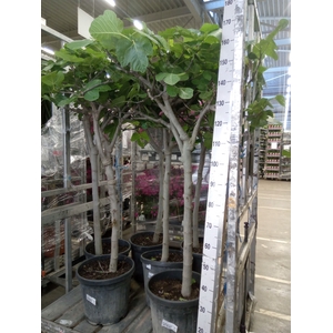 Ficus carica