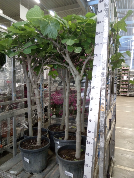 <h4>Ficus carica</h4>