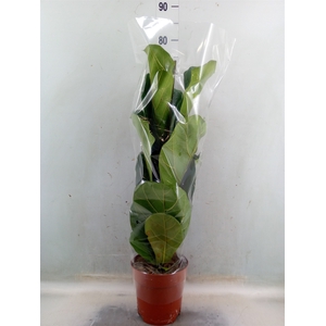 Ficus lyrata