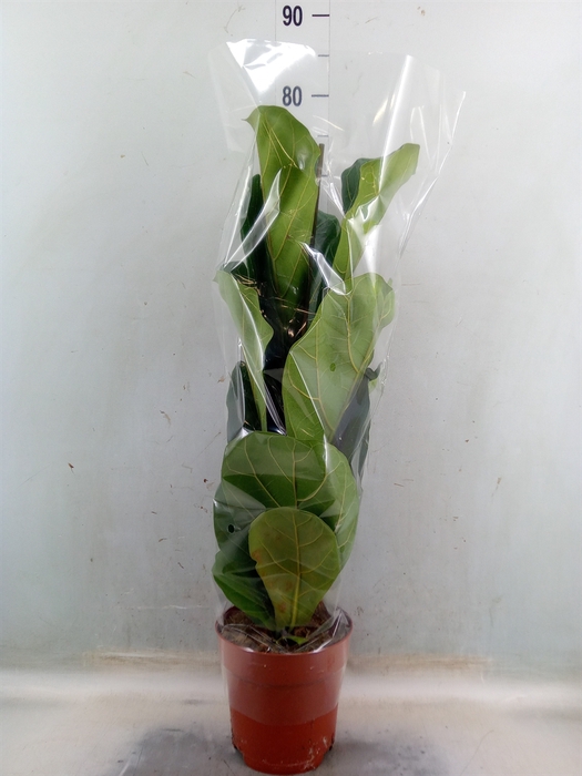 <h4>Ficus lyrata</h4>