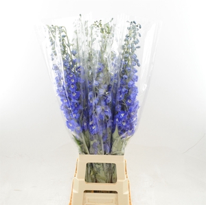Delphinium DU 'Dev Navy Blue'