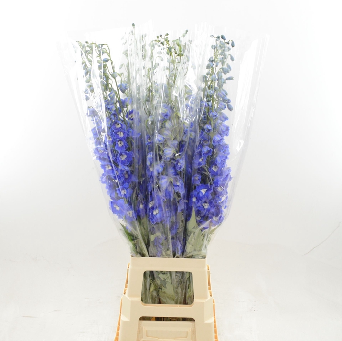 <h4>Delphinium DU 'Dev Navy Blue'</h4>