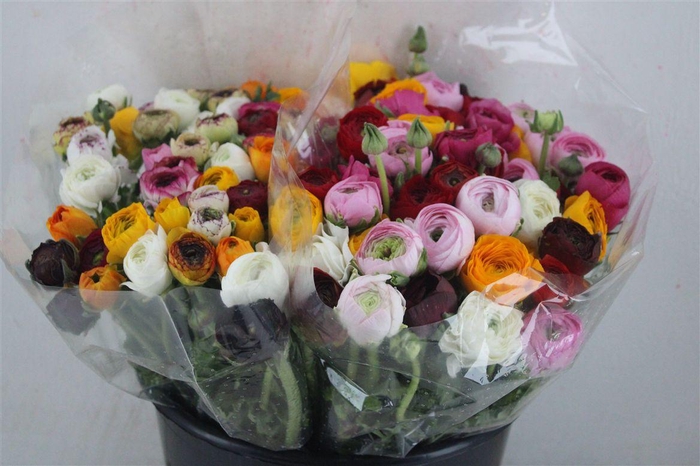 <h4>Ran Elegance Mixed</h4>