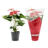 Anthurium Everio in Couture sleeve