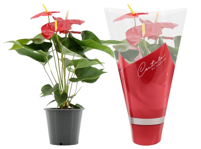 Anthurium Everio in Couture sleeve
