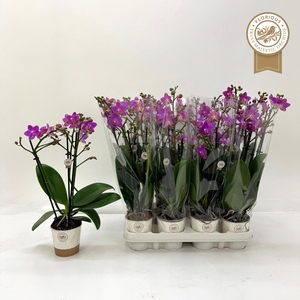 PHAL OV ROZE