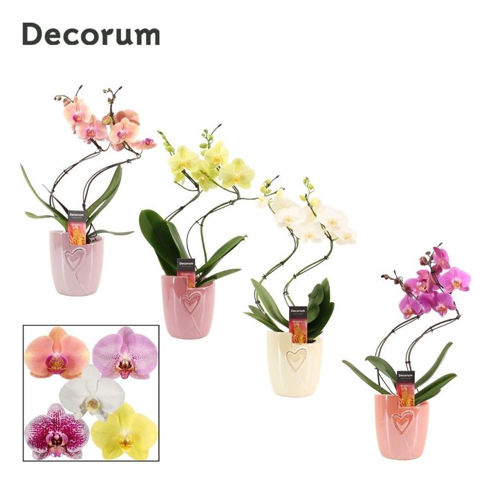 <h4>Phalaenopsis hurricane mix in Joa (Special moods-collection)</h4>