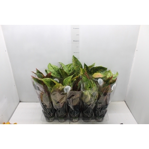 AGLAONEMA VARIADA P12 PREMIUM