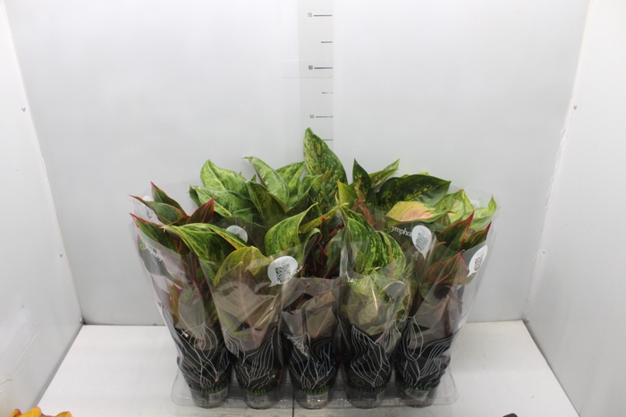 <h4>AGLAONEMA VARIADA P12 PREMIUM</h4>