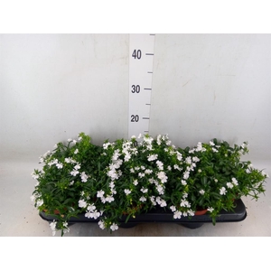 Lobelia  'Curacao White Minibasket'