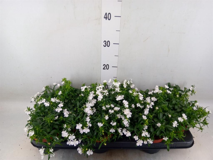 <h4>Lobelia  'Curacao White Minibasket'</h4>