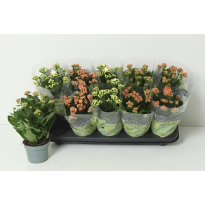 KAL GE PERF GEM 4 KL