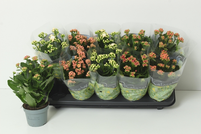 <h4>KAL GE PERF GEM 4 KL</h4>