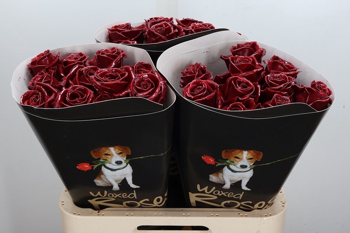 Wax-Rozen Wax Bordeaux w1