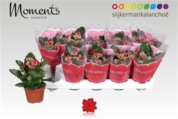 <h4>KAL GE SECRET RED</h4>