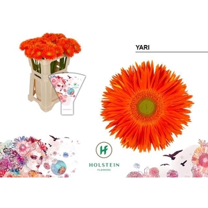 GE GS GERSPIDER YARI