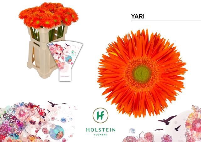 <h4>GE GS GERSPIDER YARI</h4>