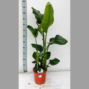 STRELITZIA NICOLAI