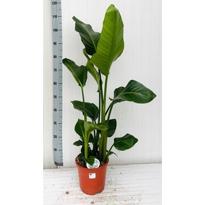 STRELITZIA NICOLAI