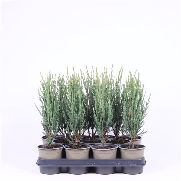 <h4>Juniperus scopulorum 'Blue Arrow'</h4>