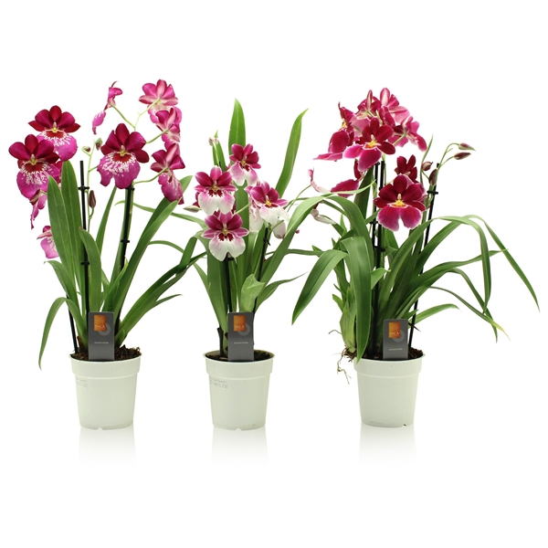 <h4>Inca Miltoniopsis Magenta 3 spike</h4>