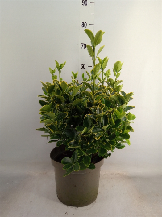 <h4>Euonymus japon. 'Aureomarginatus'</h4>