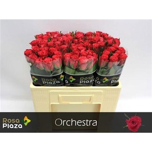 R Gr Orchestra