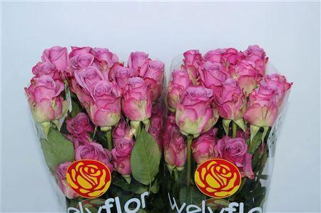 <h4>R Gr Cool Water!</h4>