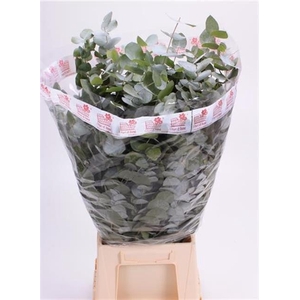 EUC CINEREA PER BOS