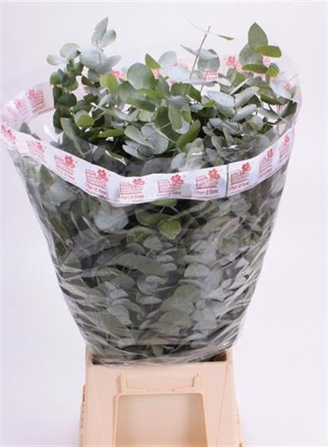 EUC CINEREA PER BOS