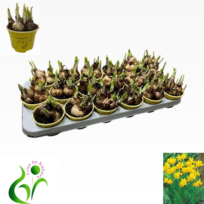 <h4>NARC O TETE A TETE stock</h4>