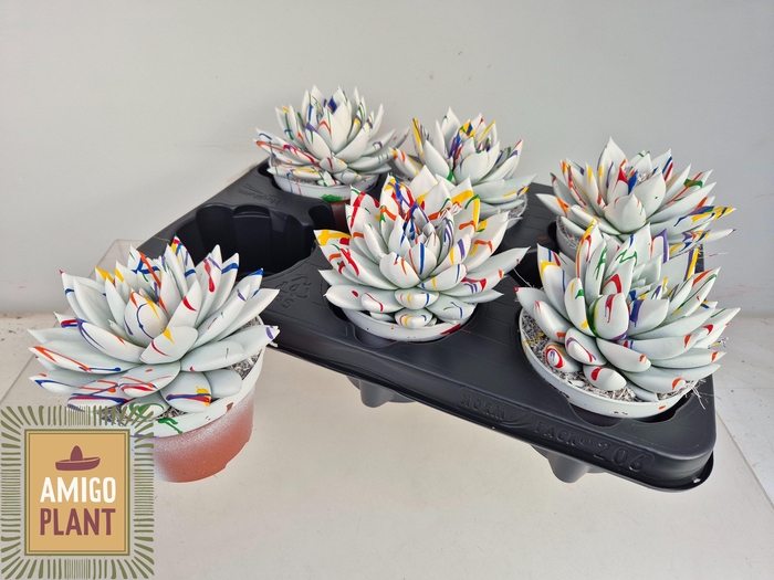 <h4>ECHEV MIRANDA</h4>