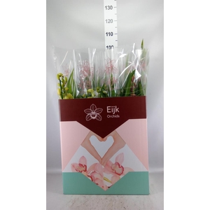 Cymbidium   ...mix