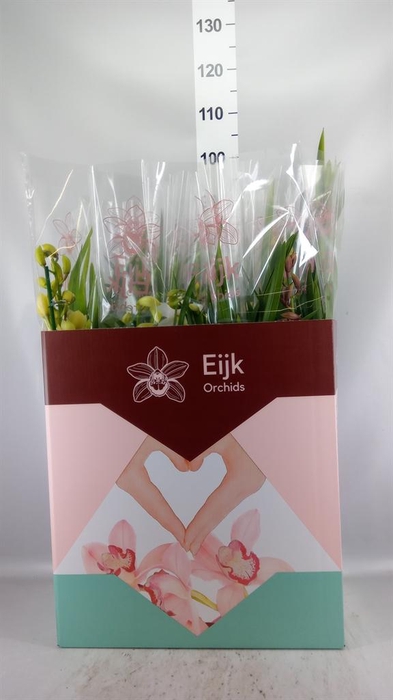 <h4>Cymbidium   ...mix</h4>