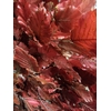 GESTABILISEERD BEUK CERISE
