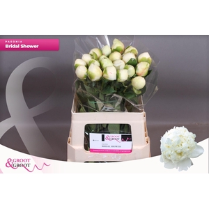 Paeonia Bridal Shower | Heavy Quality