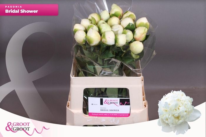 <h4>Paeonia Bridal Shower | Heavy Quality</h4>