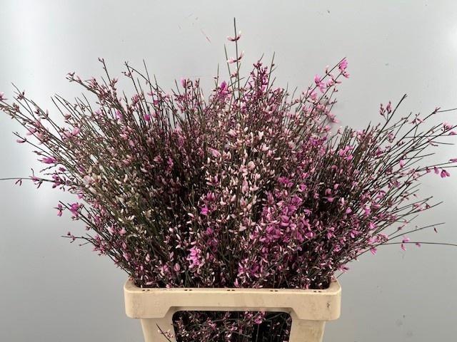 <h4>GENISTA KLB BS H%</h4>