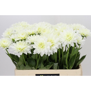 Dahlia Karma M. Zwaan