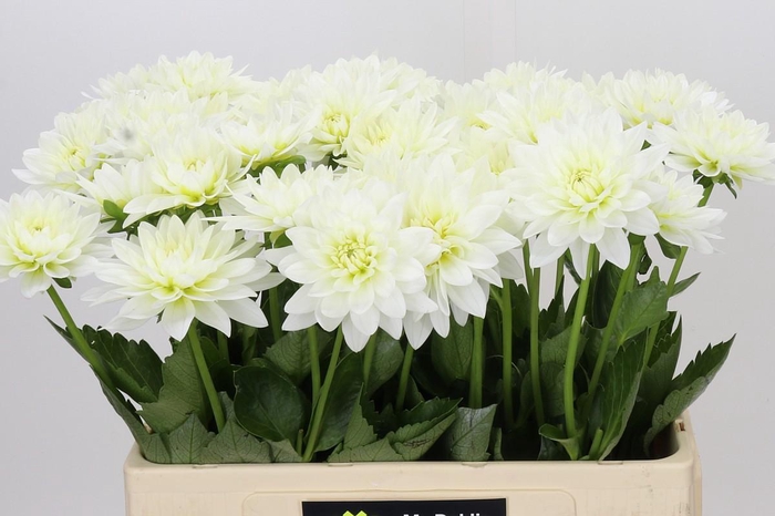 <h4>Dahlia Karma M. Zwaan</h4>