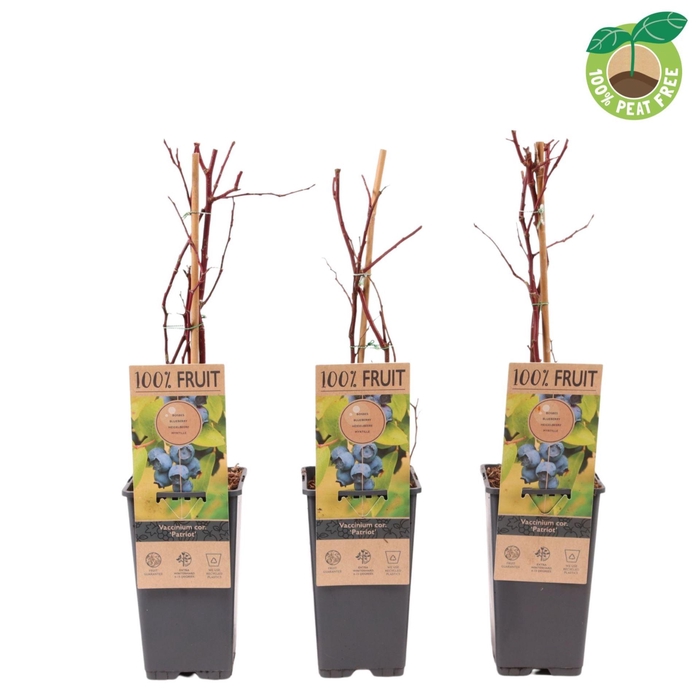 <h4>Vaccinium Patriot</h4>