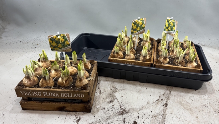 Arr N Tete A Tete In Houten Kistje