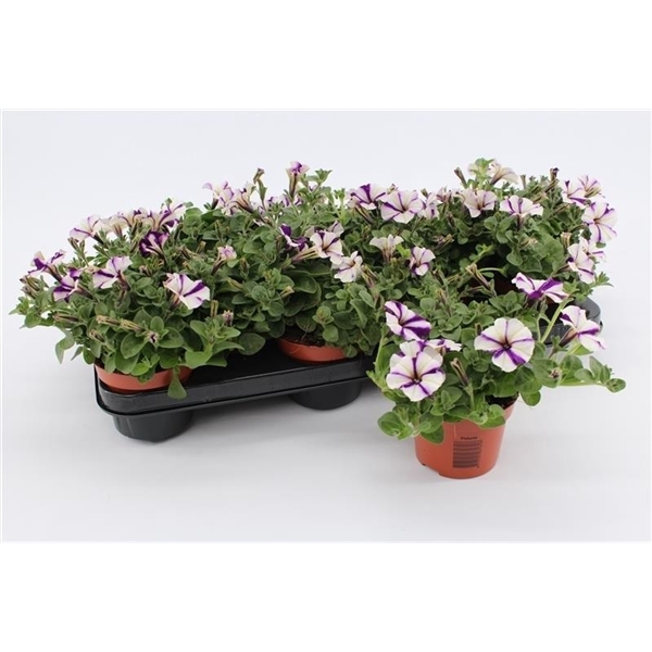 <h4>Petunia Blue White</h4>