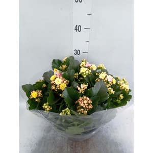 Kalanchoe blos. 'Deco Tweed'