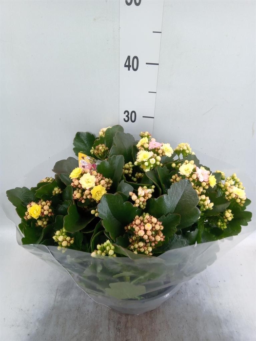 <h4>Kalanchoe blos. 'Deco Tweed'</h4>